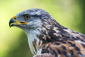 Close-up of a falcon with detailed plumage and sharp gaze in natural surroundings