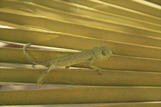 Chameleon (Chamaeleoninae), Djerba, Tunisia, Africa