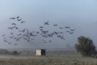 Cranes flying over a misty meadow with an agricultural building, Crane (Grus grus) wildlife,