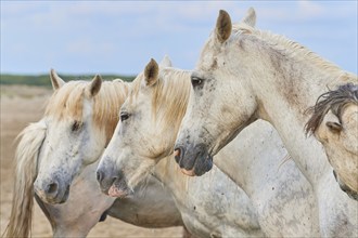 Four white Camargue horses standing relaxed on the beach under a cloudy sky, Camargue, France,