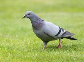 Domestic pigeon (Columba livia domestica) on a lawn, green area in search of food, Lower Saxony,