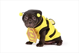 Cute black French Bulldog dog puppy dressed up with bee costume and 'Save the bees' sign on white