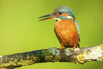 Common kingfisher (Alcedo atthis) sitting on a branch with autumncolours, wildife, Catalonia,