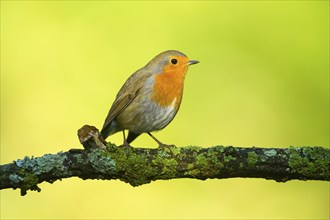 European robin (Erithacus rubecula) sitting on a branch with autumncolours, wildife, Catalonia,