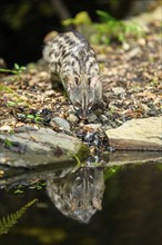 Common genet (Genetta genetta) at the shore of a lake, wildlife in a forest, Montseny National