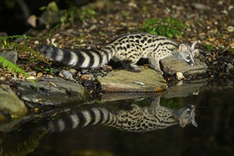 Young Common genet (Genetta genetta) at the shore of a lake, wildlife in a forest, Montseny