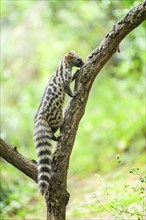 Common genet (Genetta genetta), climbing on a tree wildlife in a forest, Montseny National Park,