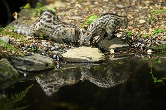 Two Common genets (Genetta genetta) at the shore of a lake, wildlife in a forest, Montseny National