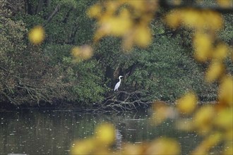 Great White Egret in autumn, Saxony, Germany, Europe