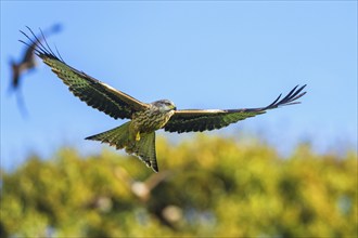 Red Kite, Milvus milvus, bird in flight