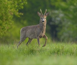 Roe deer (Capreolus capreolus), roebuck with beginning hair change standing in a meadow and looking