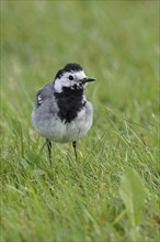 White wagtail (Motacilla alba) foraging on a lawn in a garden, Wilnsdorf, North Rhine-Westphalia,