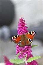 Peacock butterfly (Inachis io) sucking nectar on butterfly bush (Buddleja davidii), in a natural