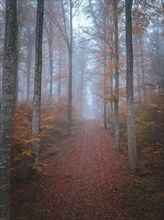 A narrow forest path with mist and orange autumn leaves conveys tranquillity, Gechingen, Black