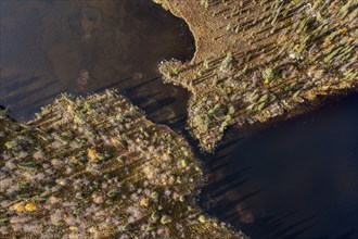 Drone image, aerial view, close-up, wetland, bog in autumn, Lapland, Finland, Europe