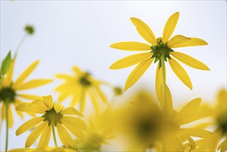 Rudbeckia fulgida (Rudbeckia fulgida), macro photograph of a yellow flower against a bright summer