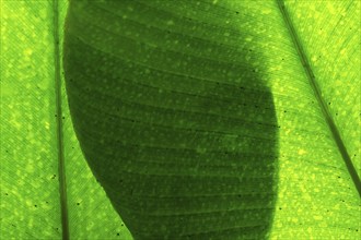 Bright green leaf with organic texture and fine patterns in close-up view, Princess of Wales