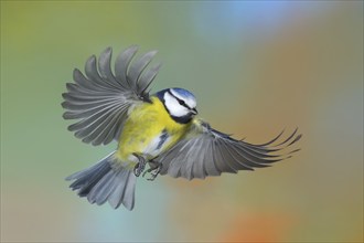 Blue tit (Parus caeruleus), in flight, flight photo, animals, birds, Siegerland, North