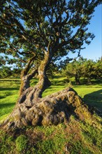 Centuries-old til trees in fantastic magical idyllic Fanal Laurisilva forest on sunset. Madeira