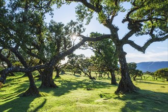 Centuries-old til trees in fantastic magical idyllic Fanal Laurisilva forest on sunset. Madeira