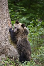 European brown bear or Eurasian brown bear (Ursus arctos arctos), young leaning on a tree