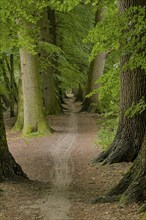 Path through forest, nature, forest path, trees, forest walk, walk, hike, recreation, tranquillity