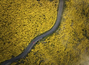 Aerial view of road with red car among yellow Cytisus blooming shrubs near Pico do Arieiro,