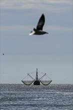 Crab cutter, seagull, North Frisia, Schleswig-Holstein, Germany, Europe