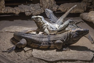 Iguanas (Iguanidae), captive, Germany, Europe