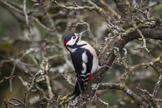 Great spotted woodpecker (Dendrocopos major) on an old pear tree with moss-covered branches,