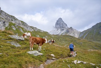 Hiker, cow on a mountain pasture, summit of the Great Kinigat, Carnic Main Ridge, Carnic High