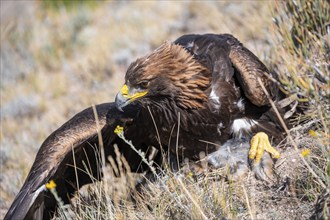 Traditional Kyrgyz eagle of an eagle hunter with prey, near Kysyl-Suu, Kyrgyzstan, Asia