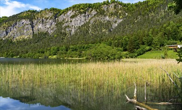 Landscape at Lake Thumsee, Bad Reichenhall, Bavaria, Germany, Europe