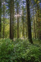 Sunlight floods the dense forest and creates a calm and green atmosphere, Calw, Black Forest,