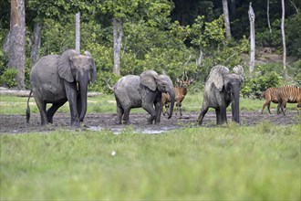 Forest elephants (Loxodonta cyclotis) and bongo antelopes (Tragelaphus eurycerus) in the Dzanga Bai