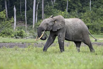 Forest elephant (Loxodonta cyclotis) in the Dzanga Bai forest clearing, Dzanga-Ndoki National Park,