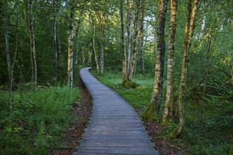 A quiet wooden plank path winds through a green moor birch forest on a summer's day, Schwarzes