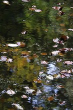 Upper Lusatian heath and pond landscape in October, Leaves, Saxony, Germany, Europe