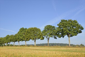 Row of trees, maple (Acer) on a stubble field, blue sky, North Rhine-Westphalia, Germany, Europe