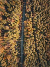 Symmetrical aerial view of a road leading through an autumn forest, Zavelstein, Black Forest,