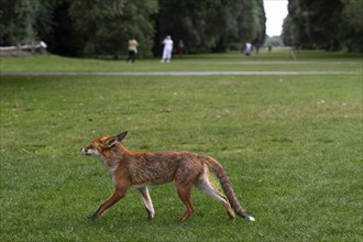 Red fox (Vulpes vulpes) running across green space in a park, walkers in the background, Royal