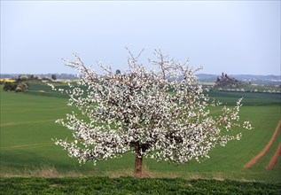 Blossoming apple tree, in the background is the Teufelsmauer, Warnstedt, 08.04.2024., Warnstedt,