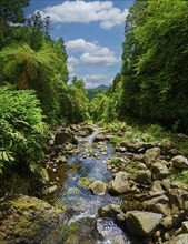 A calm stream flowing through a wooded area with large rocks and dense greenery, the sky is clear