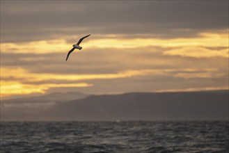 Northern fulmar in flight, sea near Boltodden, Spitsbergen, Svalbard, Norway, Europe