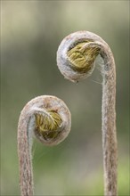 Royal fern (Osmunda regalis), frond shoots, province of Drenthe, Netherlands