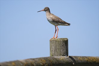 Common redshank (Tringa totanus) sitting on a fence post, Hallig Hooge, Wadden Sea,