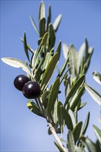 Olive tree, olive tree (Olea europaea), fruit, Sicily, Italy, Europe