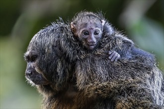 Monk monkey (Pithecia monachus), juvenile sitting on mother, captive, Baden-Württemberg, Germany,