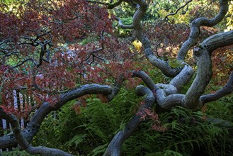 Fan maple (Acer palmatum), autumn colours, Downy Japanese Maple, Zoologischer Stadtgarten,