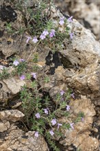 Greek mountain mint (Micromeria graeca), Sicily, Italy, Europe